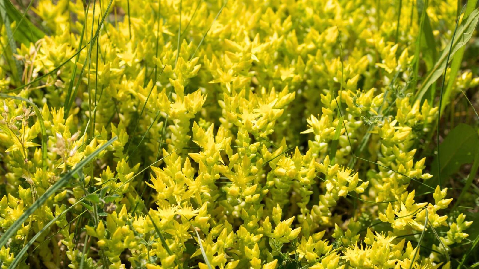 Aitrusis šilokas (lot. Sedum acre) priežiūros kalendorius