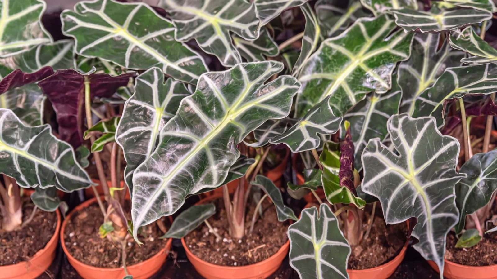 Alokazija Polly (lot. Alocasia Polly)