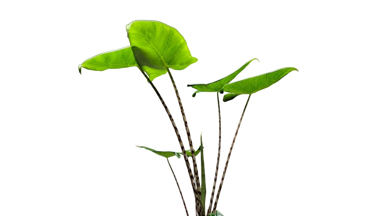 Alokazija Zebrina (lot. Alocasia zebrina) priežiūra, auginimas, laistymas