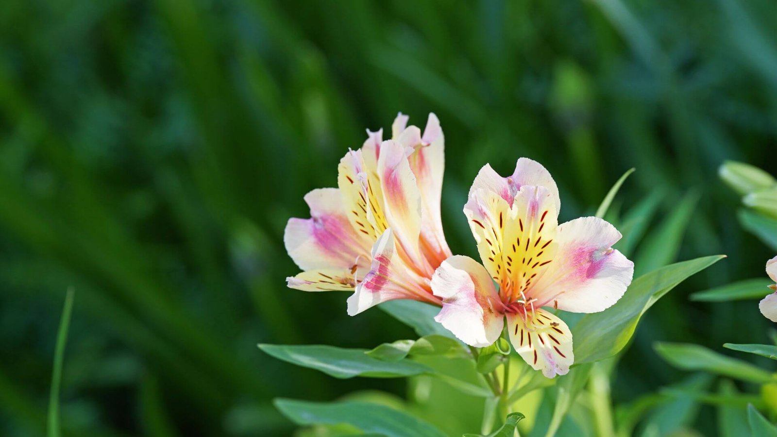 Alstromerija (lot.Alstroemeria) priežiūra, auginimas, sodinimas