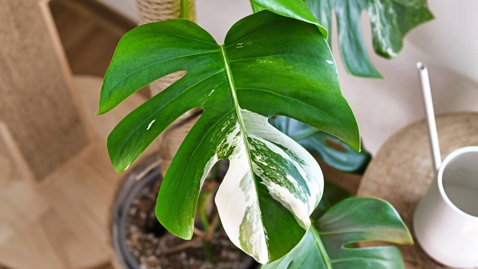 Balta monstera deliciosa Variegata priežiūros kalendorius