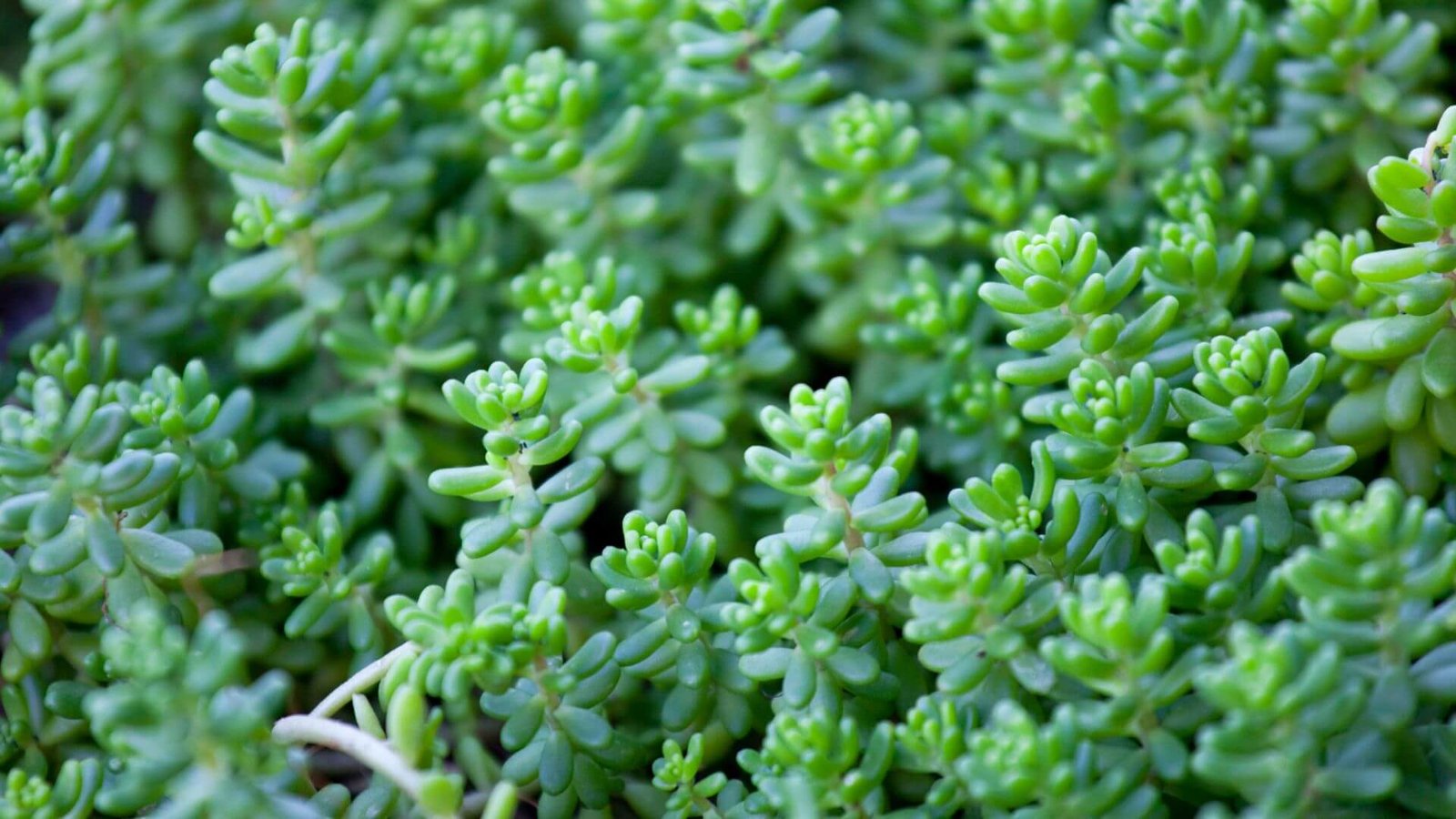 Baltažiedis šilokas (lot. Sedum album) priežiūros kalendorius