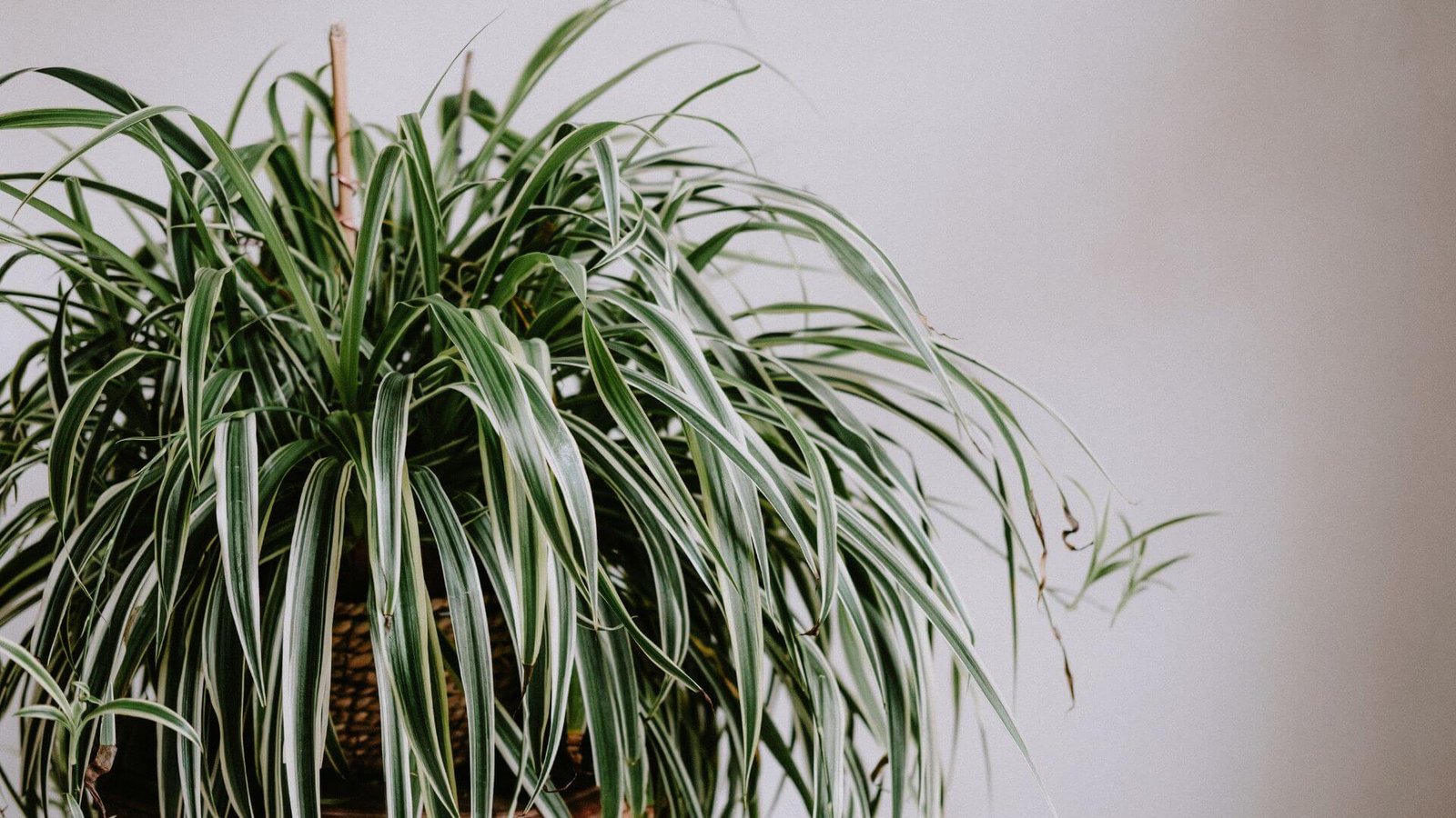 Chlorofitas (lot. Chlorophytum comosum) priežiūra, sodinimas, laistymas