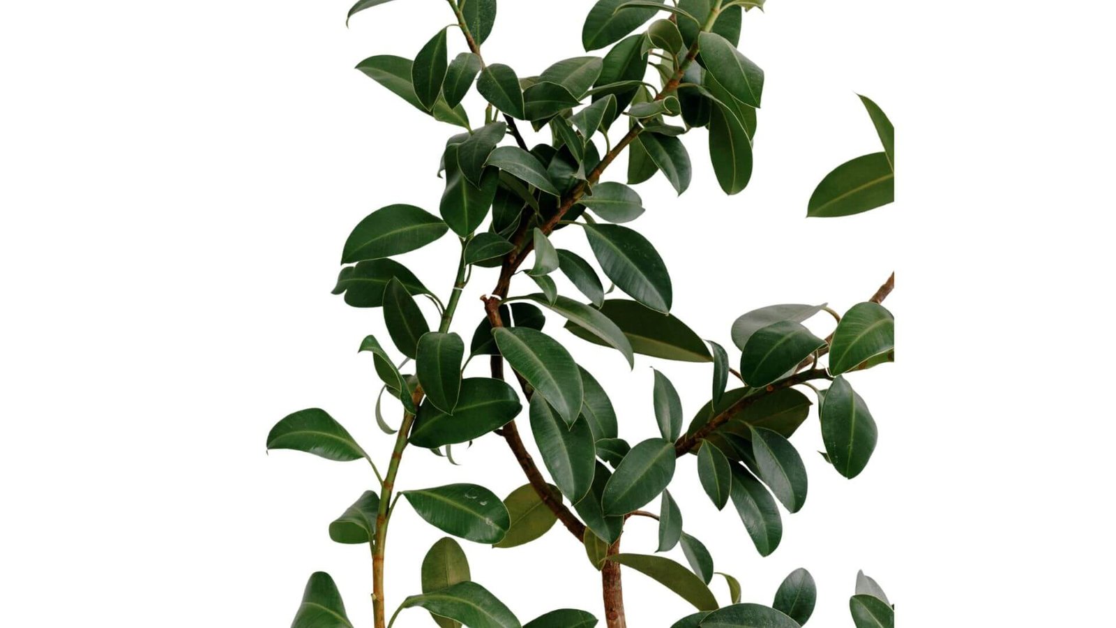 Bengalijos fikusas „Audrey” priežiūra, laistymas, vieta