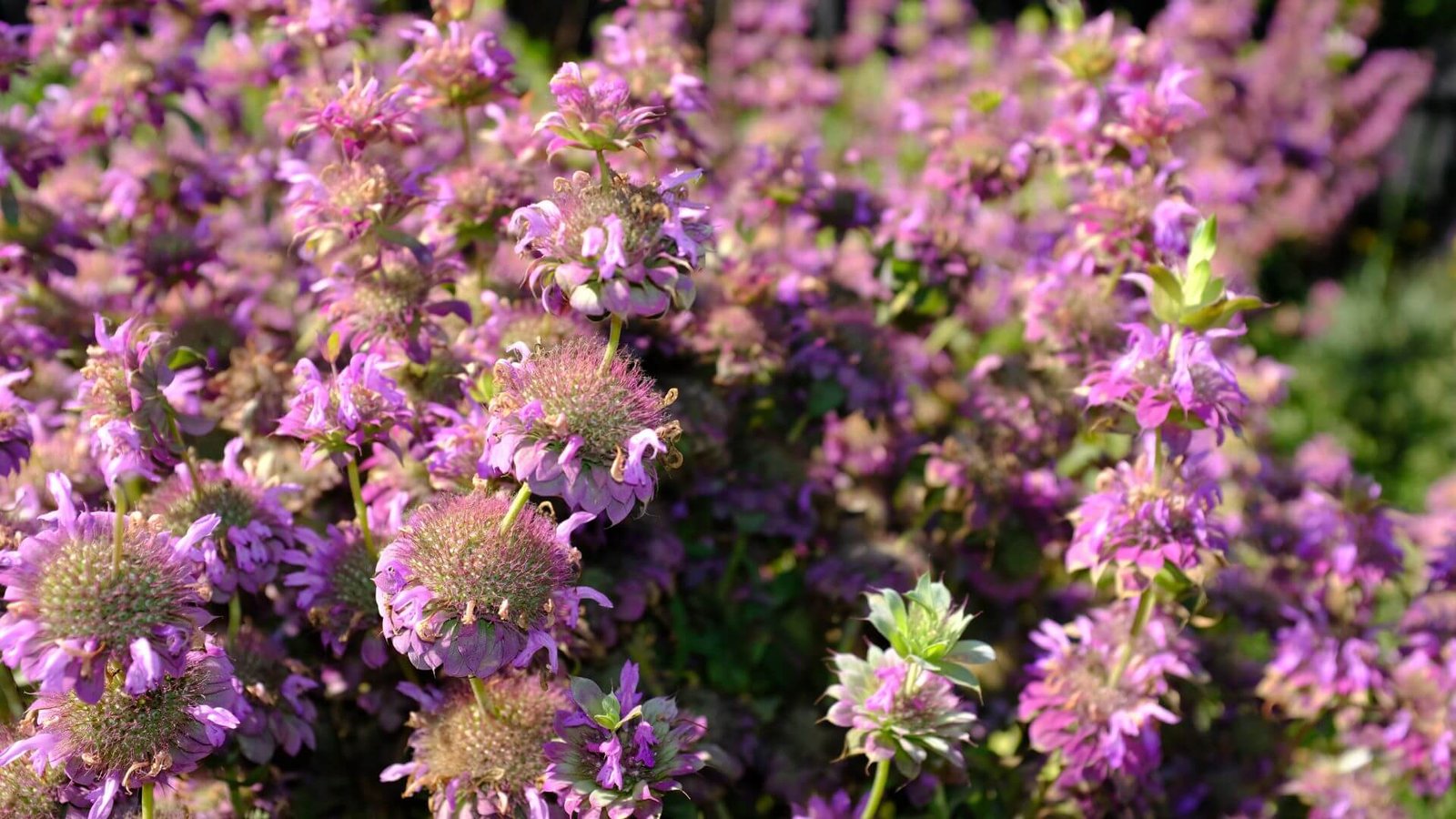 Citrininė monarda (Monarda citriodora) priežiūra, auginimas, sodinimas