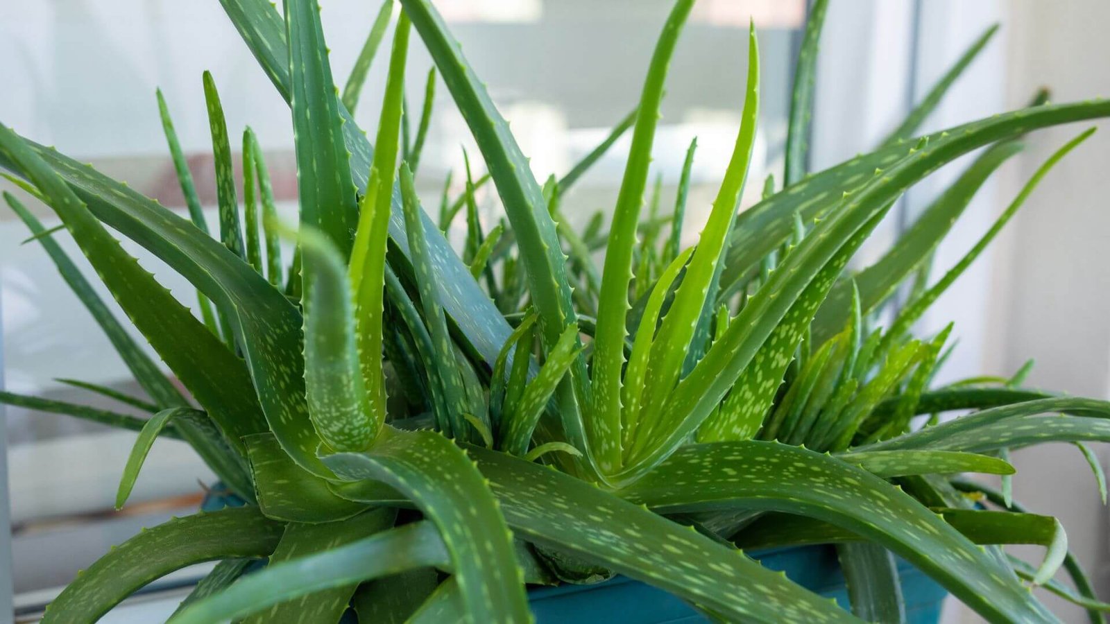 Alavijas (Alijošius) (lot. Aloe vera) priežiūra, auginimas, persodinimas, genėjimas