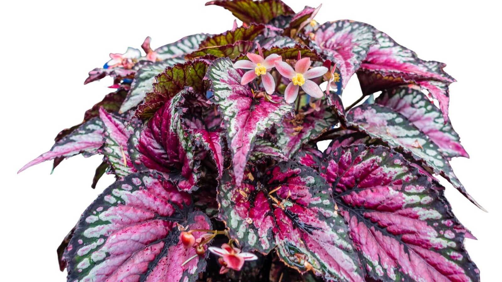Karališkoji begonija (lot. Begonia rex) priežiūra, auginimas.