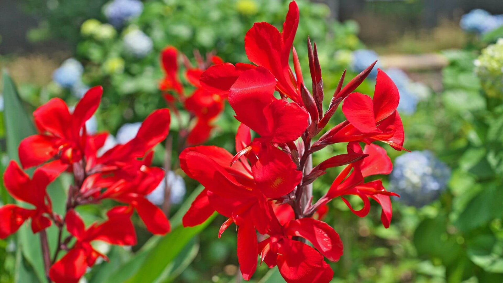 Kana gėlė (lot. Canna) priežiūros darbų kalendorius