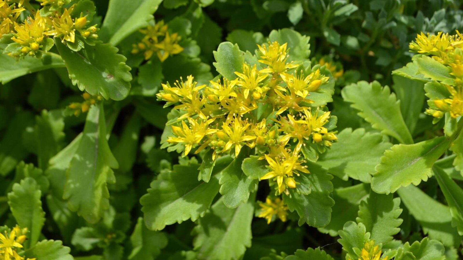 Kamčiatkinis šilokas (lot. Sedum kamtschaticum) priežiūra auginimas ligos ir kenkėjai