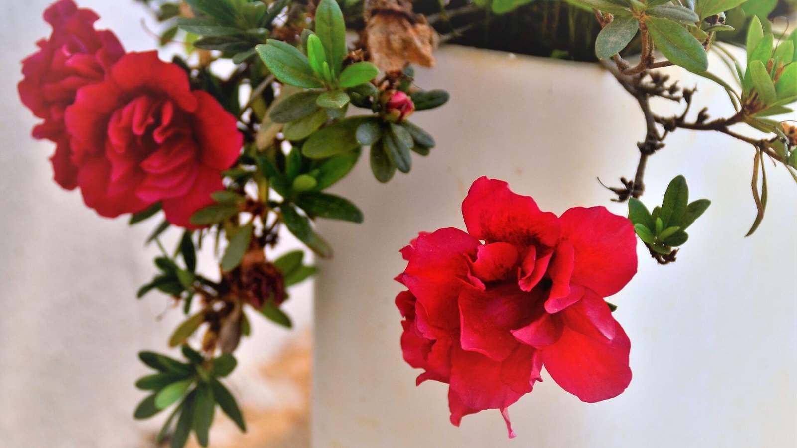 Kambarinė azalija (lot.Rhododendron simsii) priežiūros darbų kalendorius