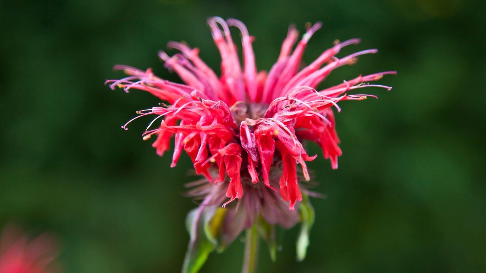 Monarda raudonoji (lot. Monarda didyma Fireball) priežiūra, auginimas, sodinimas