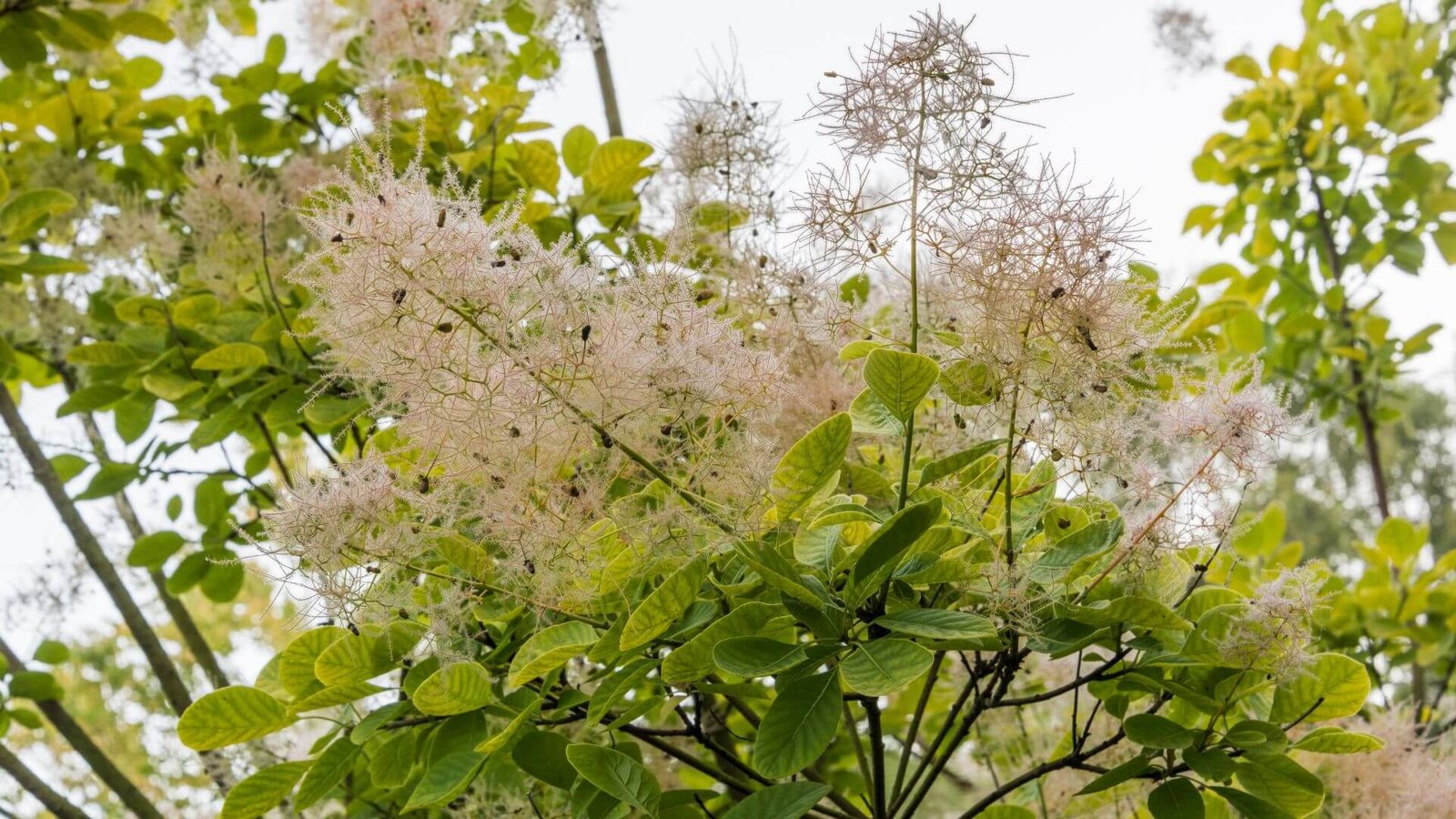 Europinis pūkenis GOLDEN SPIRIT priežiūra, auginimas, sodinimas.