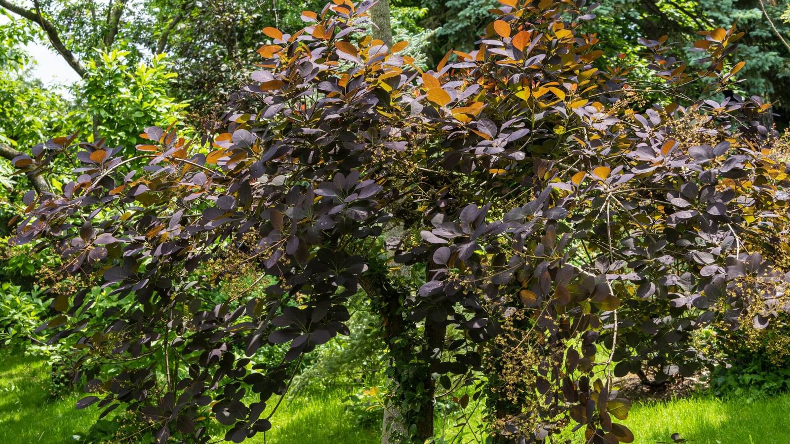 Europinis pūkenis Royal Purple priežiūros darbų kalendorius