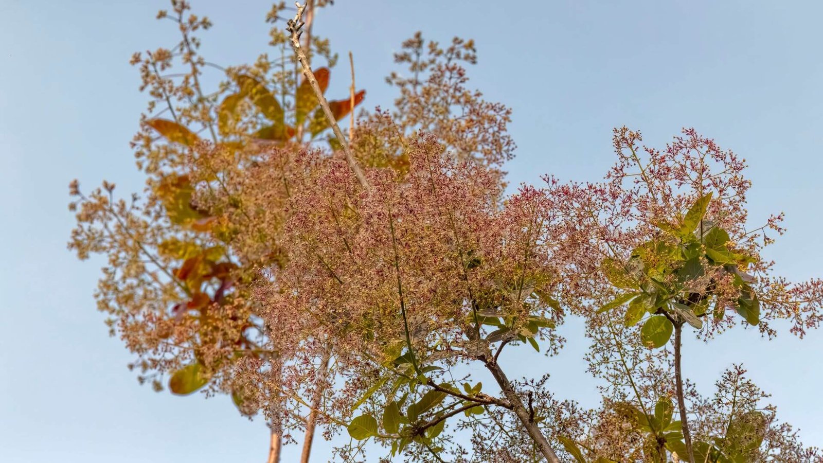 Europinis pūkenis Young Lady priežiūros darbų kalendorius