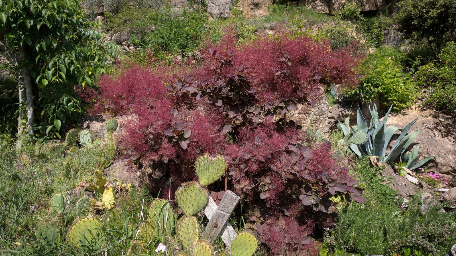 Europinis pūkenis DUSKY MAIDEN priežiūros darbų kalendorius