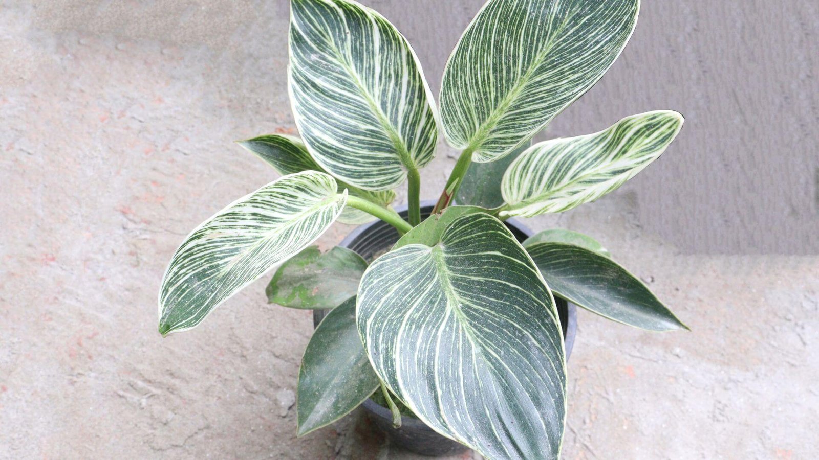 Filodendras Birkin (lot. Philodendron Birkin) priežiūra, auginimas, sodinimas