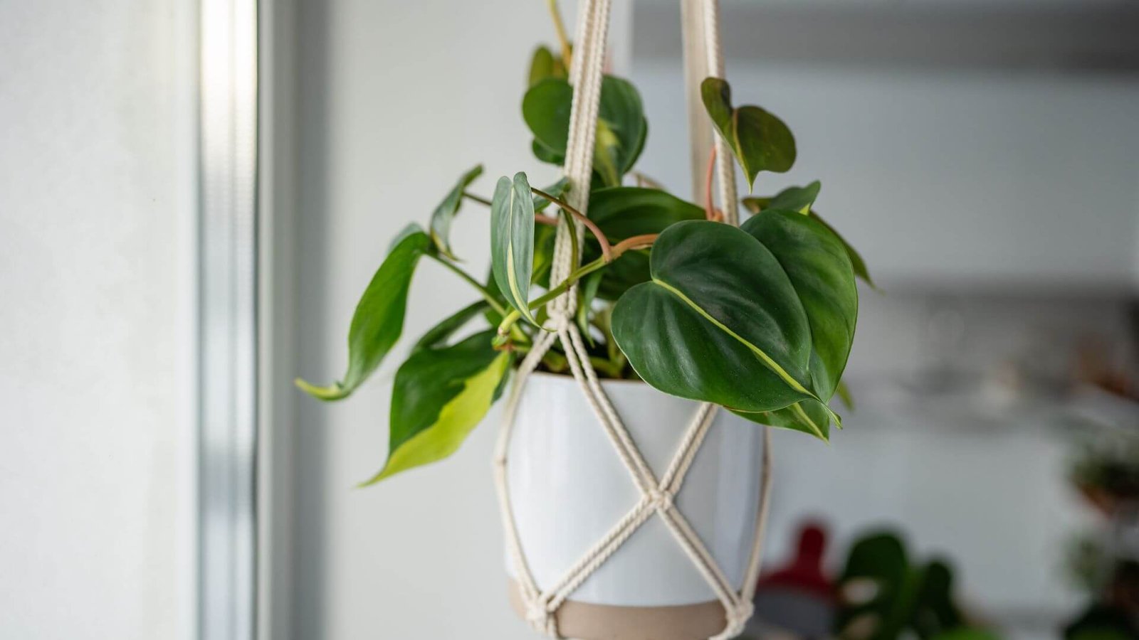 Filodendras hederaceum (lot. Philodendron hederaceum) priežiūra, tręšimas, ligos