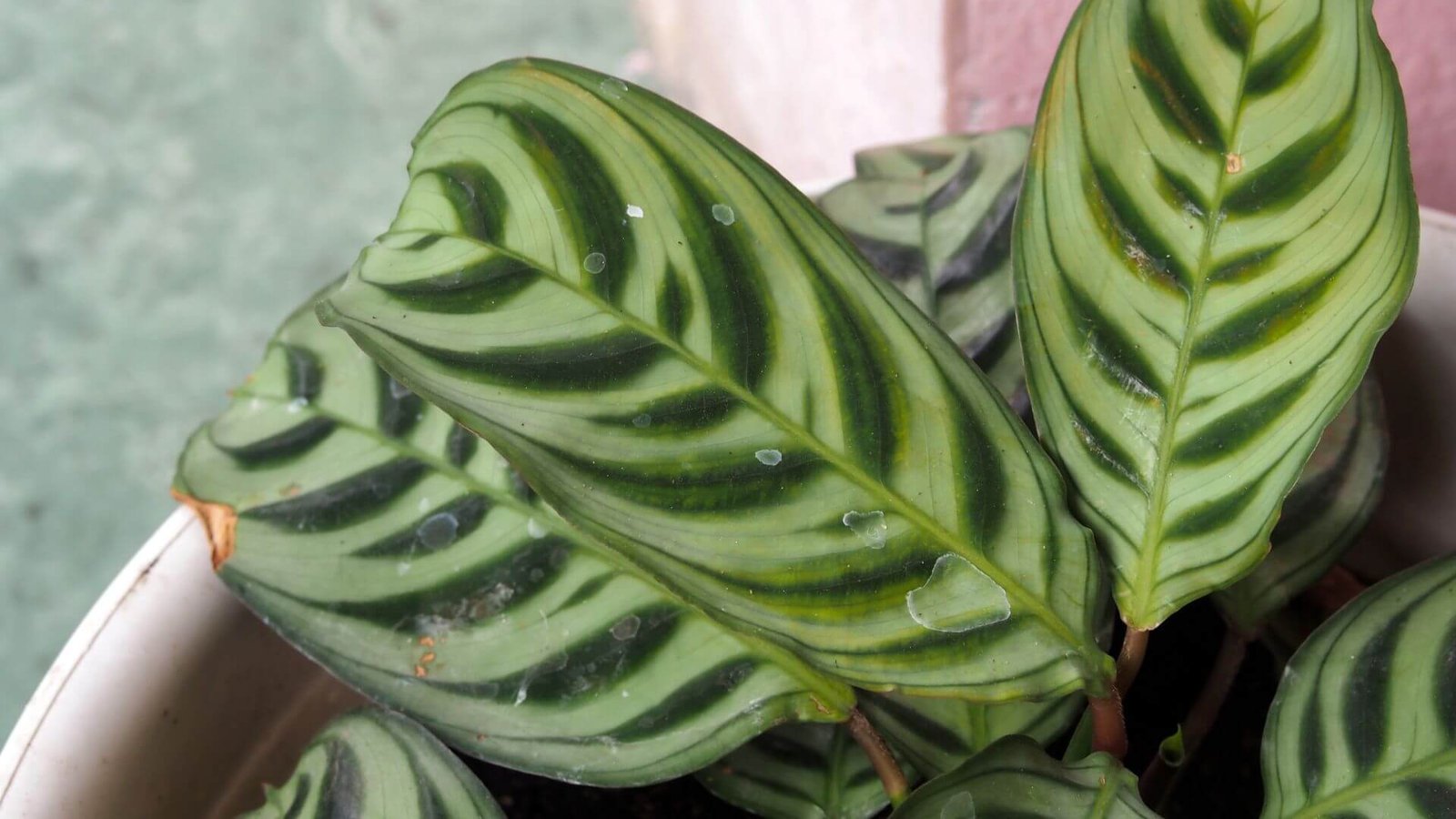Kalatėja (lot. Calathea arba Goeppertia) priežiūros kalendorius, sodinimas, laistymas