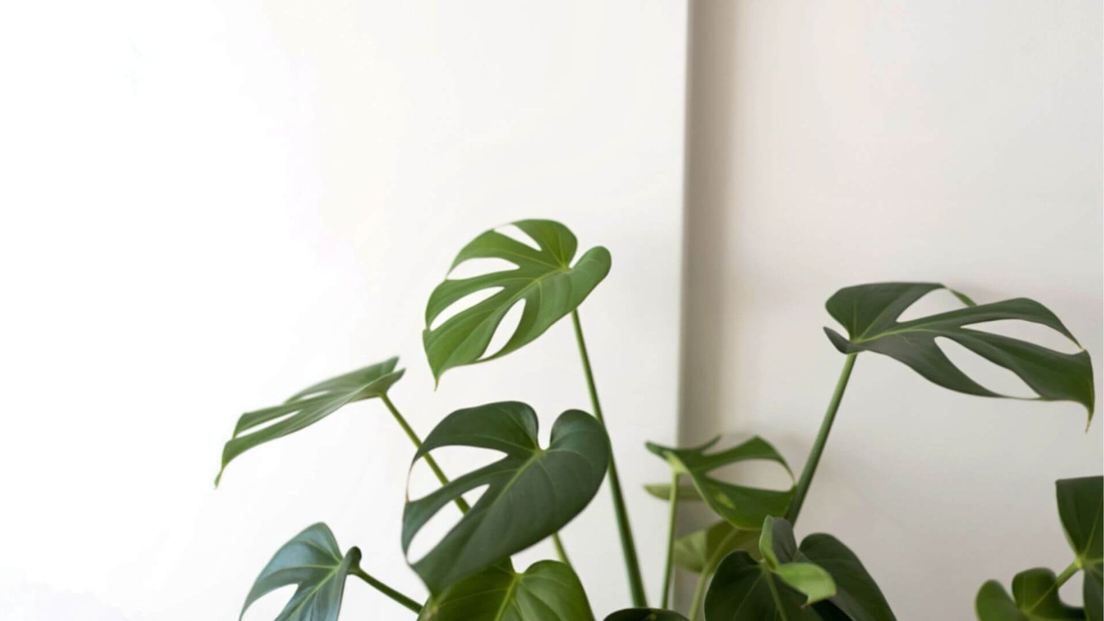 Nuostabioji monstera (lot. Monstera deliciosa) priežiūros kalendorius