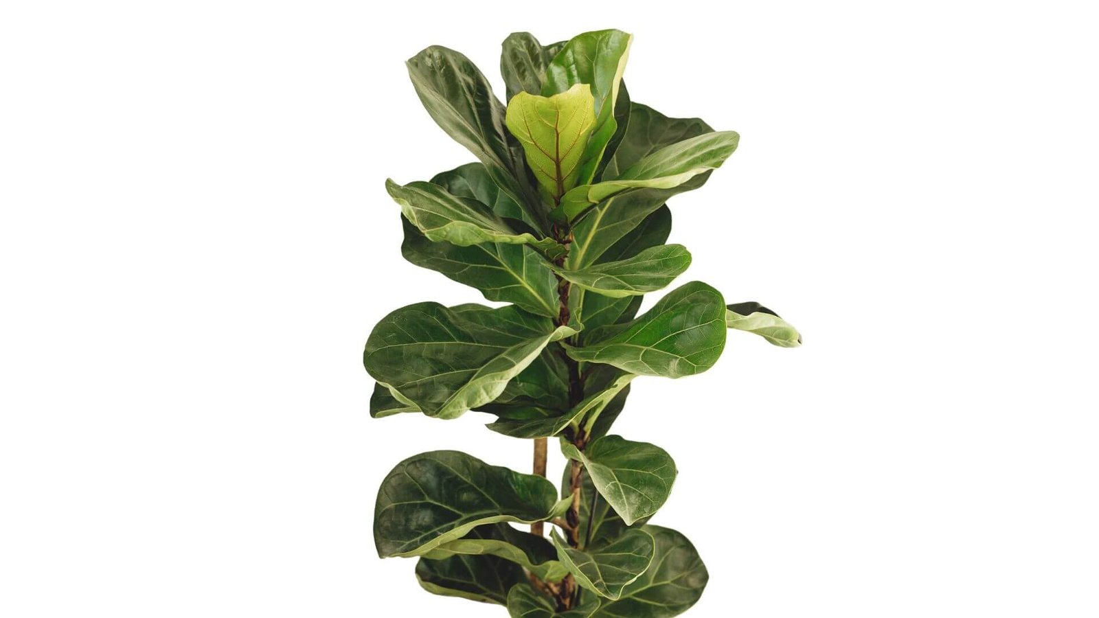 Lyralapis fikusas (lot. Ficus lyrata) priežiūra, sodinimas.