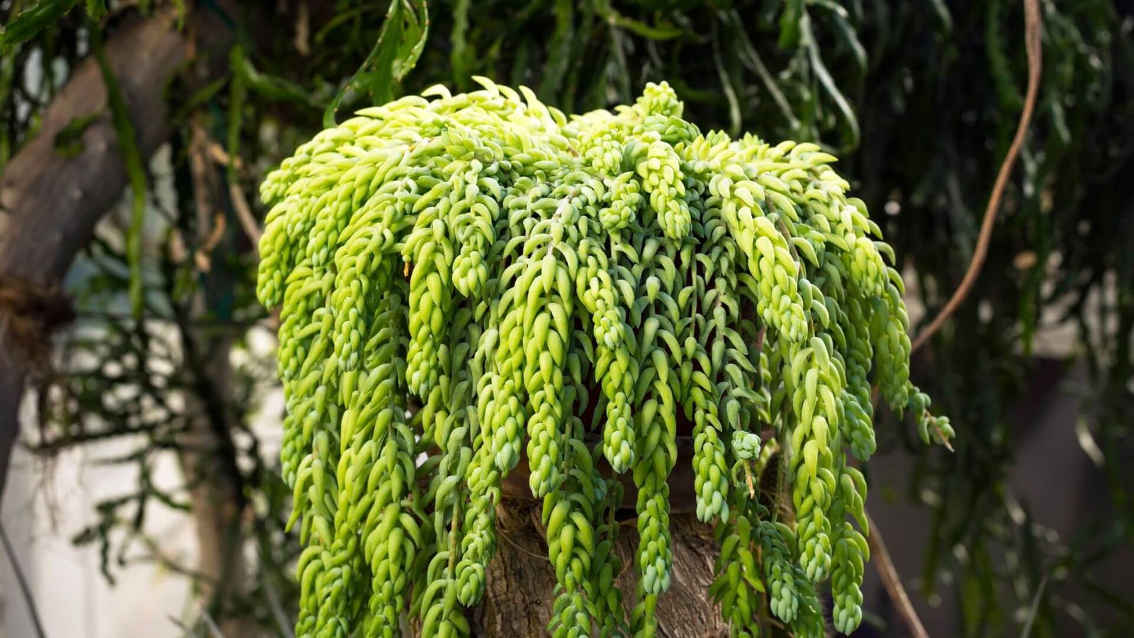 Morgano šilokas (lot. Sedum morganianum) priežiūros kalendorius