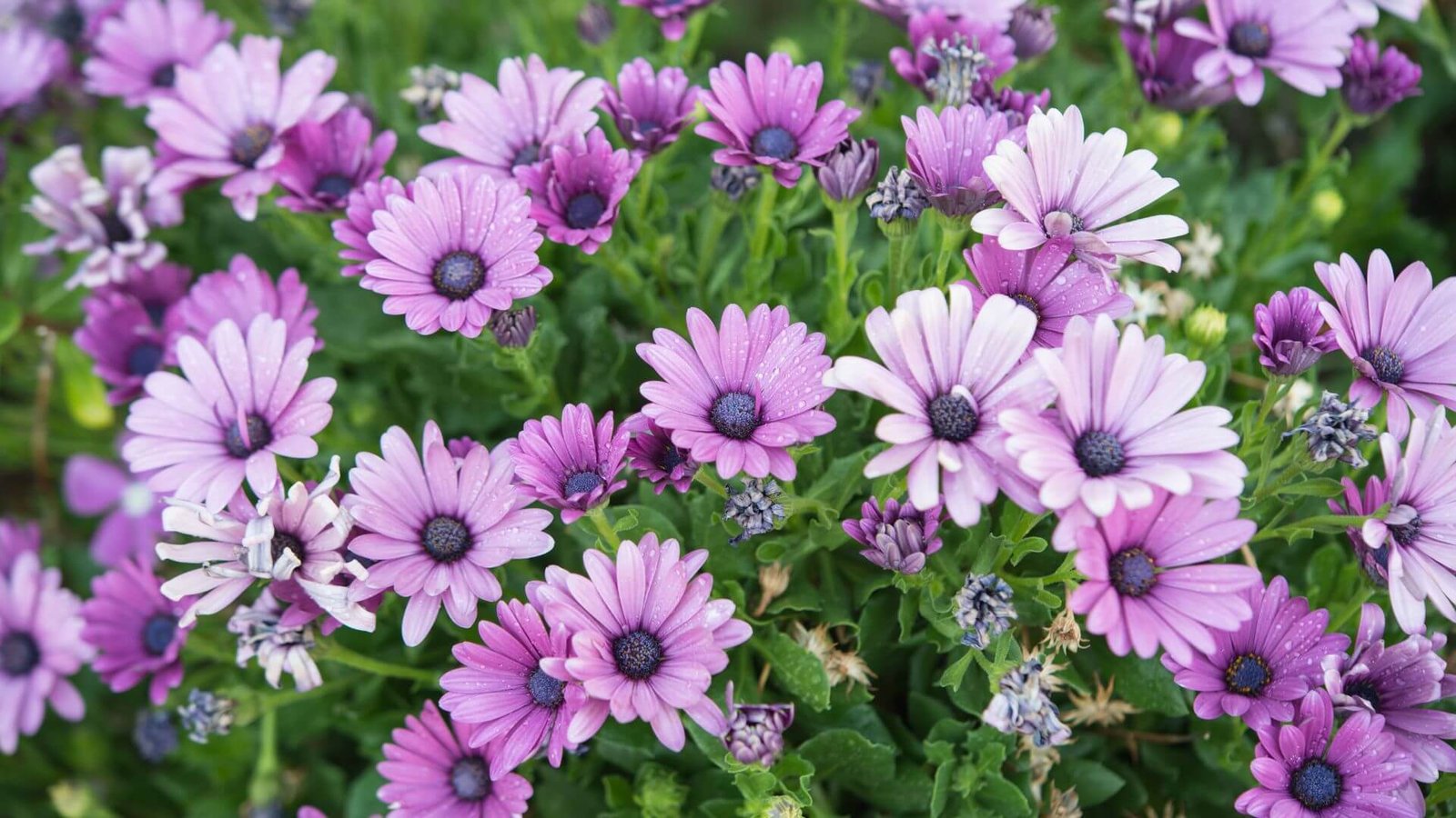 Paprastasis kaulasėklis (lot. Osteospermum ecklonis) priežiūros darbų kalendorius