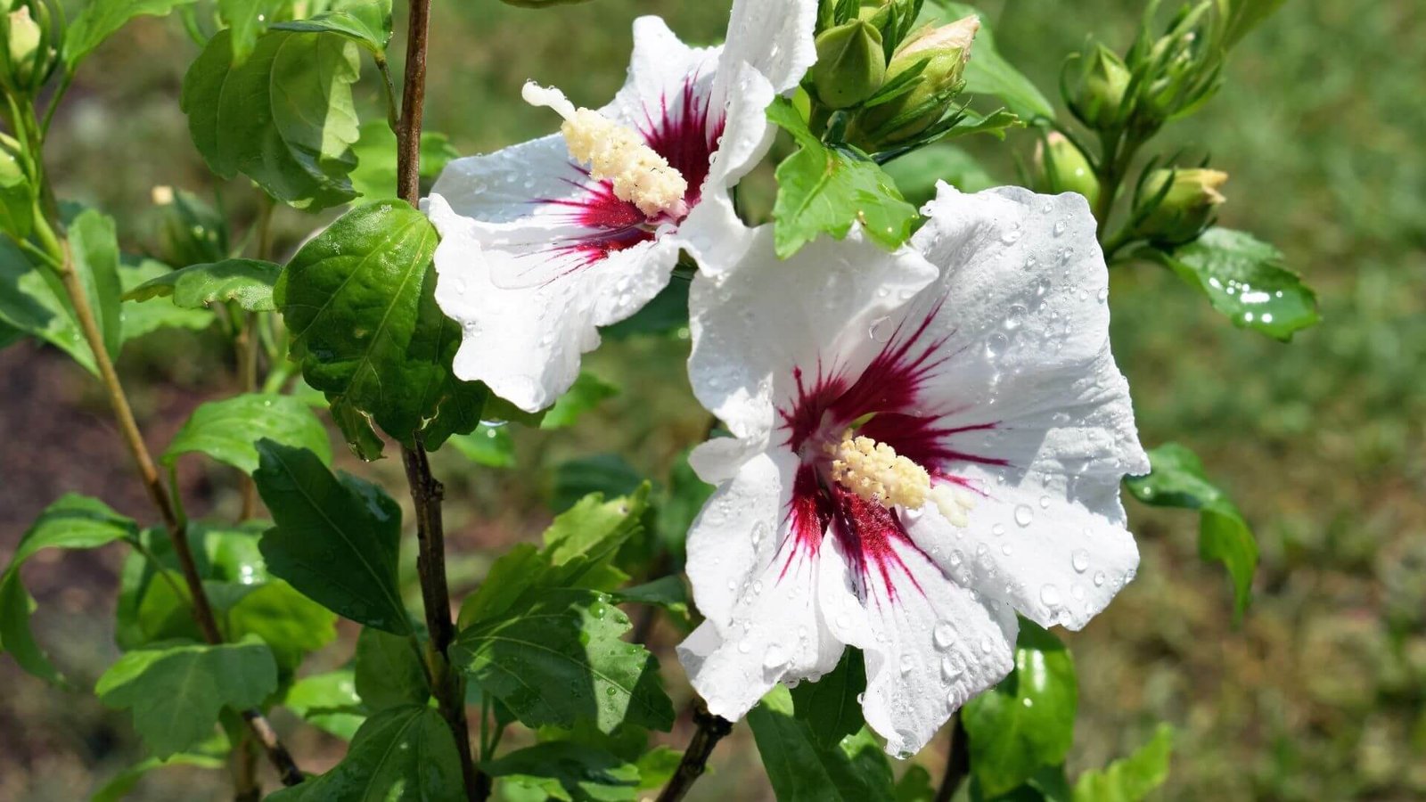 Sirinė kinrožė (lot.Hibiscus syriacus) priežiūra, tręšimas.