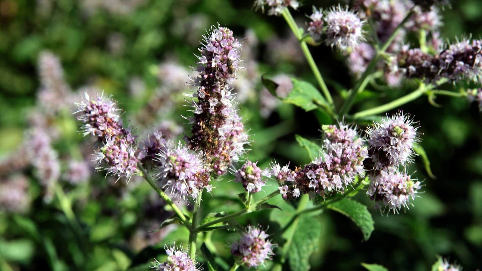 Pipirmėtė (Mentha × piperita) priežiūra, auginimas, sodinimas, genėjimas