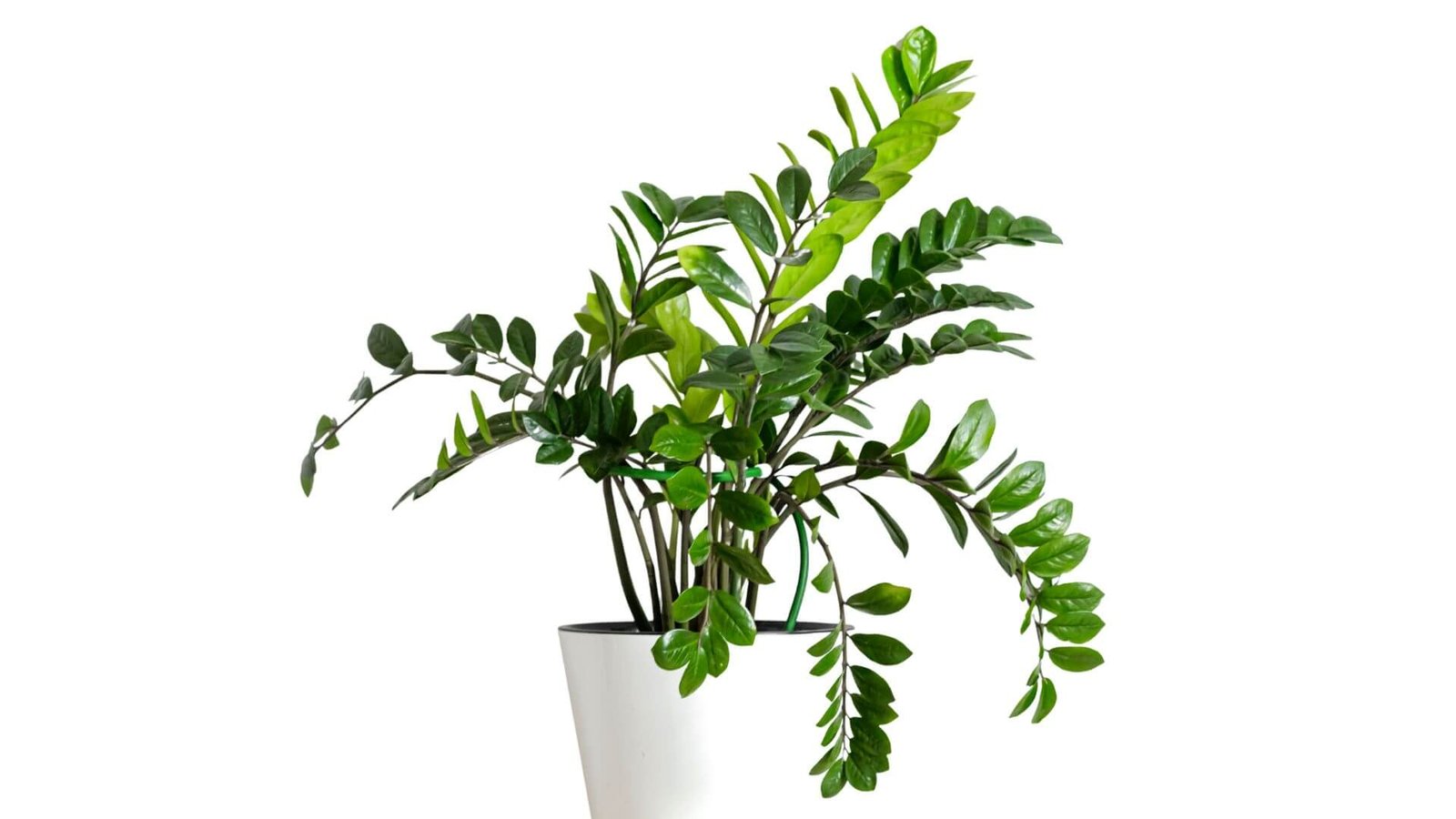 Zamiokulkas (lot. Zamioculcas zamiifolia) pinigų medis priežiūra, genėjimas, dauginimas