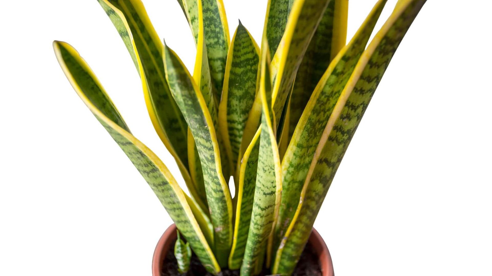Sansevjera (Sansevieria trifasciata) priežiūra, laistymas, tręšimas, dauginimas