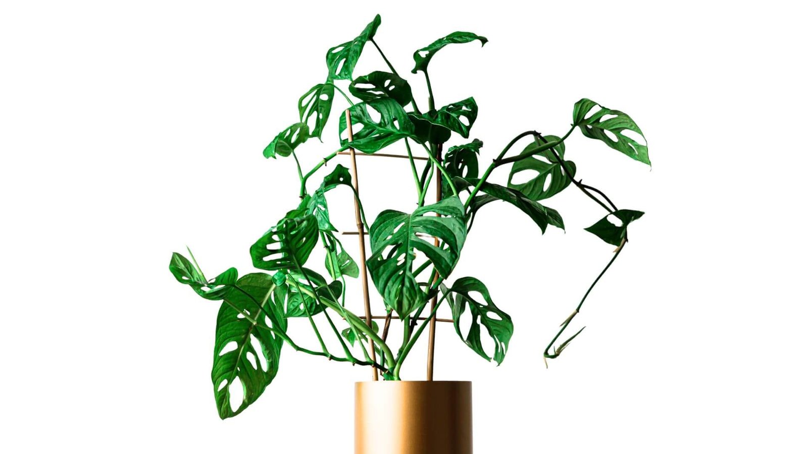 Vijoklinė monstera (lot. Monstera adansonii) priežiūra, auginimas