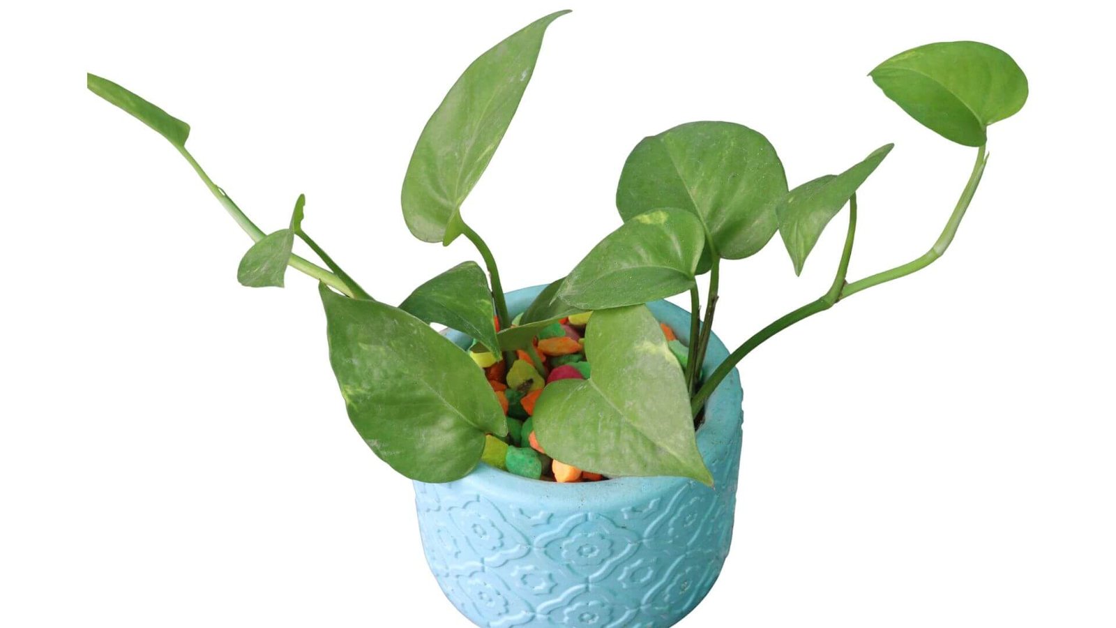 Auksinis skindapas (lot. Epipremnum aureum) priežiūra kambaryje, persodinimas