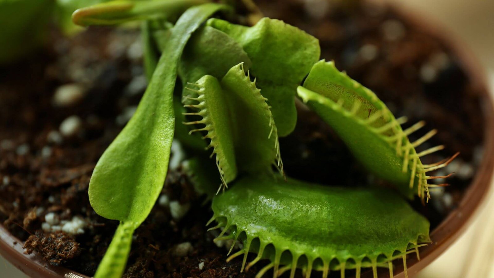 Jautrusis musėkautas (lot. Dionaea muscipula) priežiūra, auginimas, persodinimas