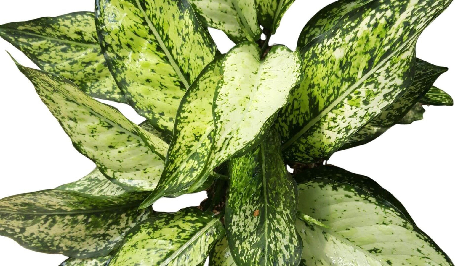 Aglaonema (Aglaonema) augalas priežiūra, auginimas, sodinimas, tręšimas