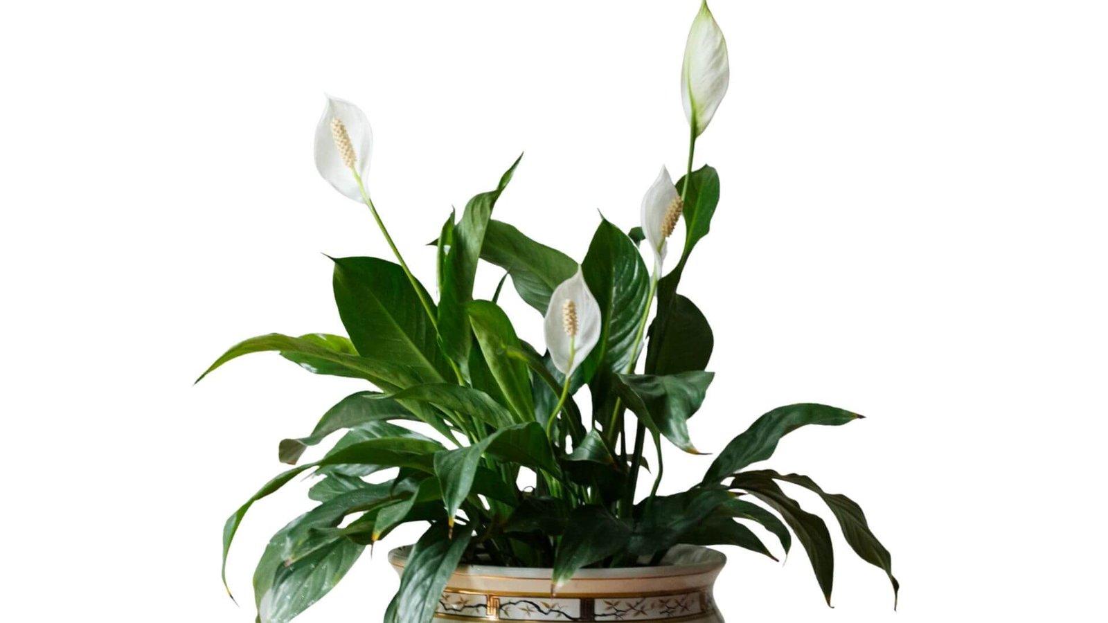 Vėzdūnė (lot. Spathiphyllum wallisii) priežiūra auginimas, tręšimas, laistymas