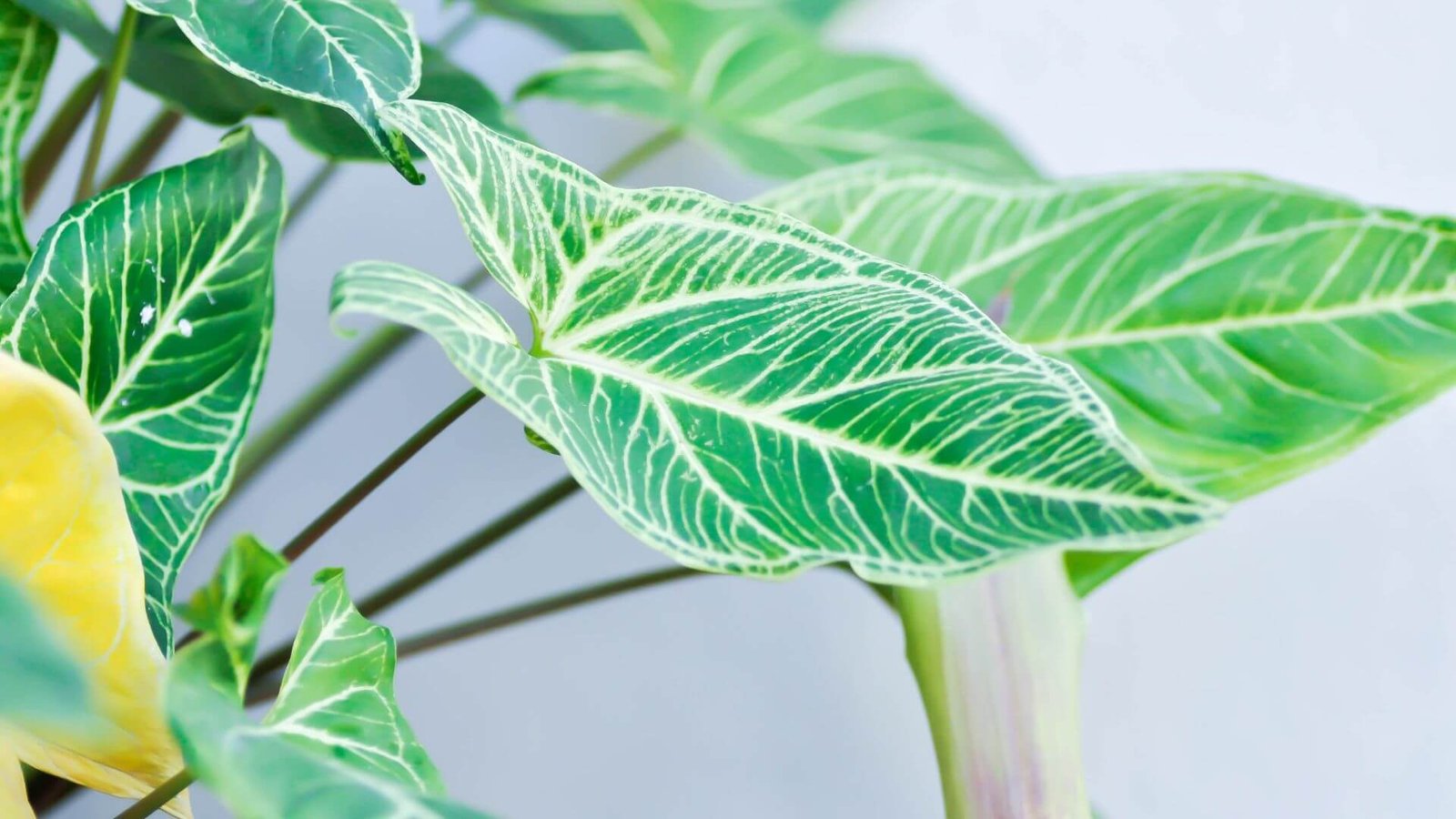 Paprastasis singonis (lot. Syngonium podophyllum) priežiūros darbai, genėjimas