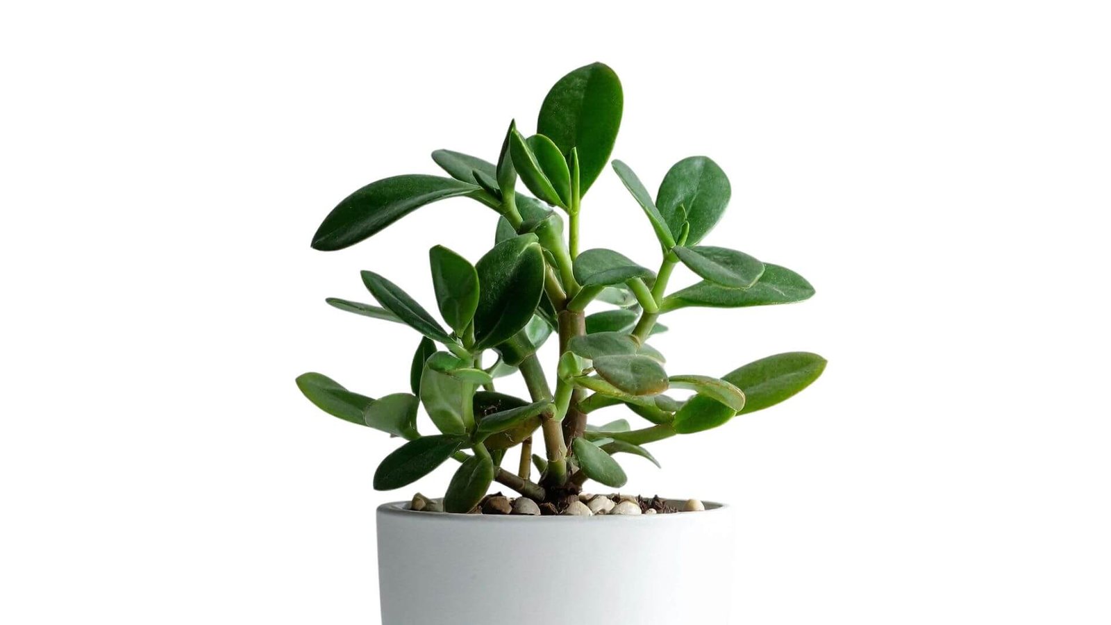 Peperomija (lot. Peperomia) priežiūros darbai, kalendorius
