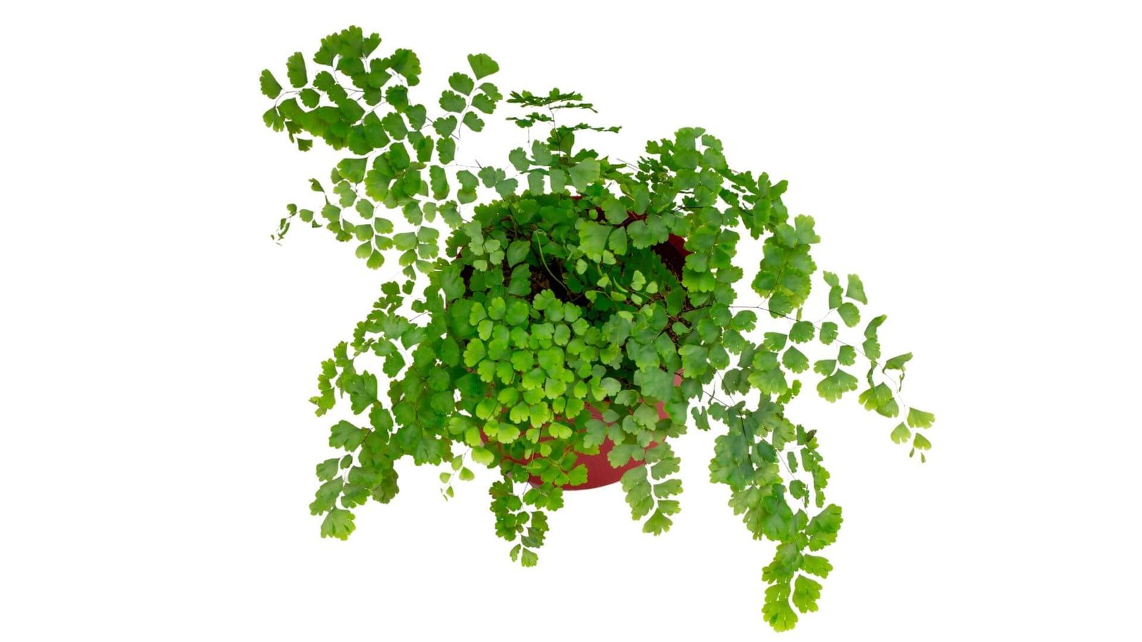 Adiantas / Papartis (lot. Adiantum capillus-veneris) priežiūros kalendorius