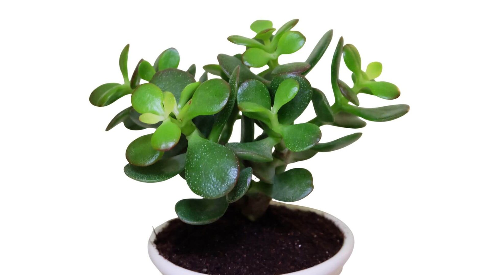 Storalapis / laimės medis (lot. Crassula ovata) priežiūra, auginimas
