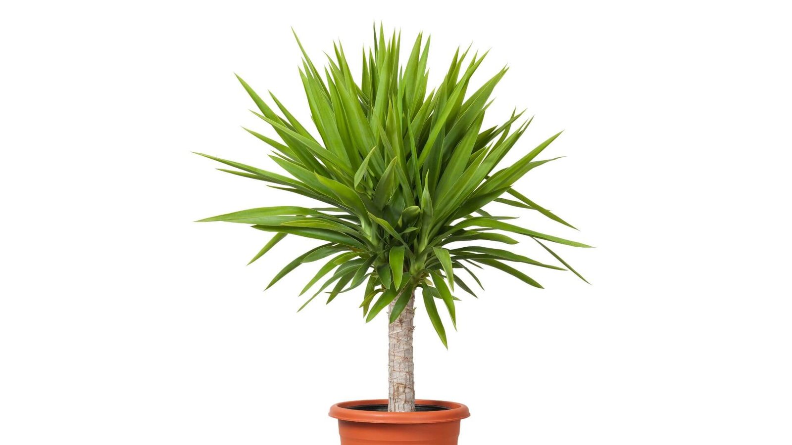 Juka (lot. Yucca) kambaryje priežiūra, auginimas, ligos ir kenkėjai