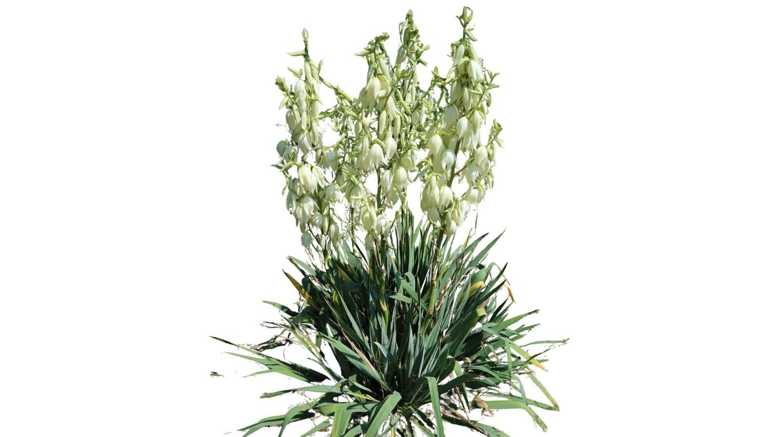 Pluoštinė juka lauke (lot. Yucca filamentosa) priežiūra, auginimas