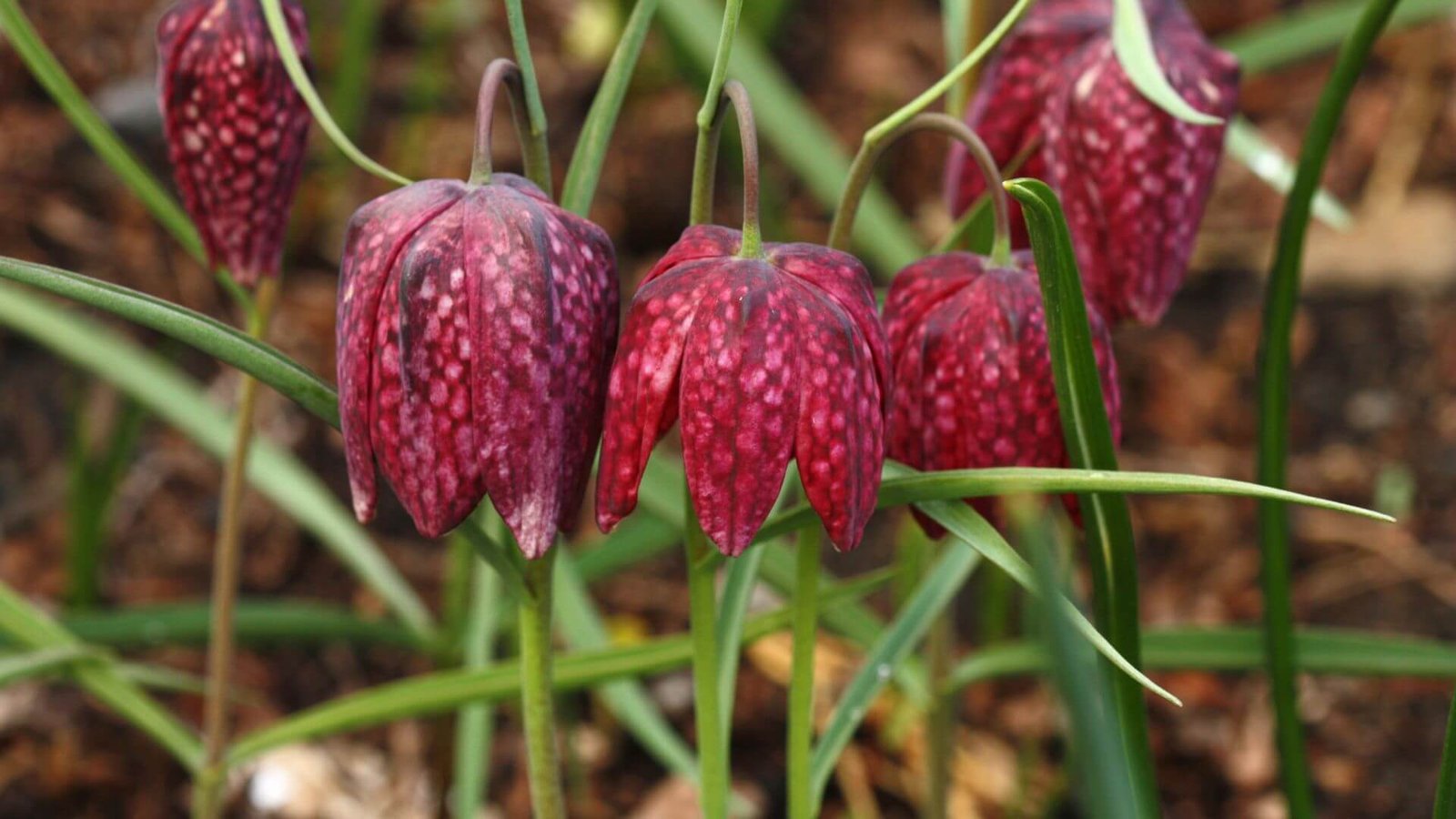 margutės (Fritillaria meleagris) šachmatų rašto žiedas