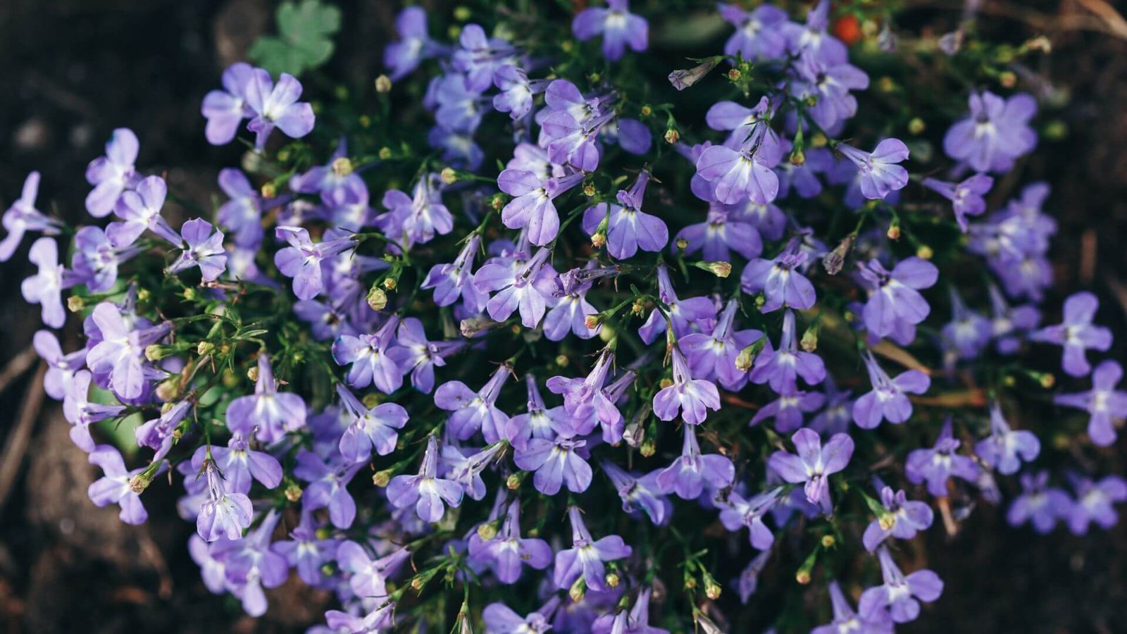 Tankus mėlynų lobelijų kilimas pakabinamame vazone