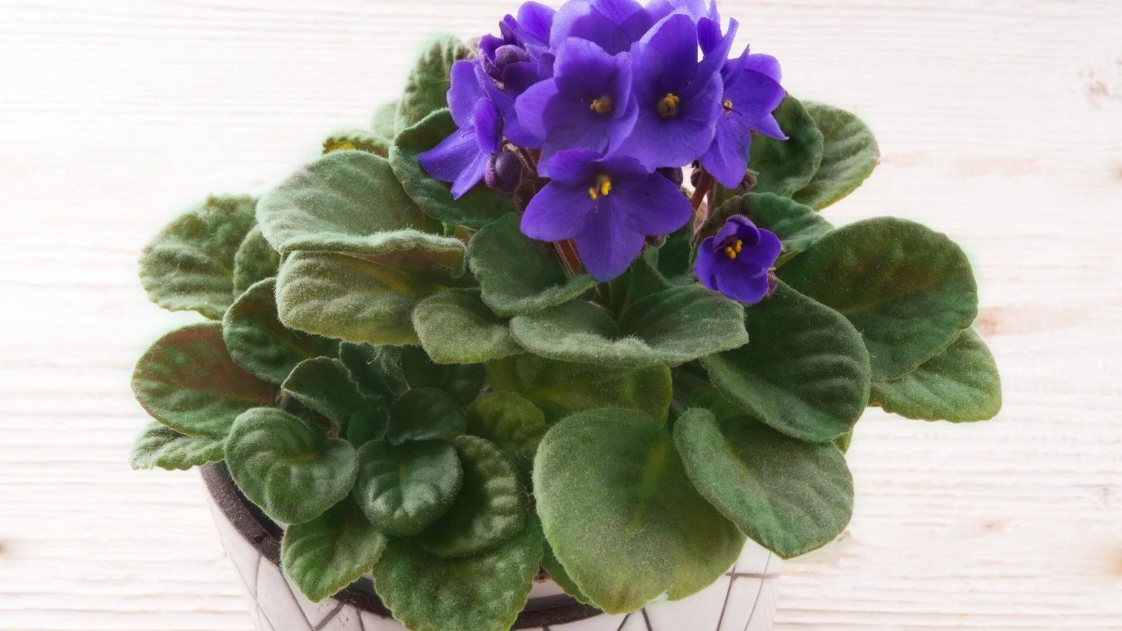 Sanpaulijos augalas su pūkuotais lapais ir violetiniais žiedais