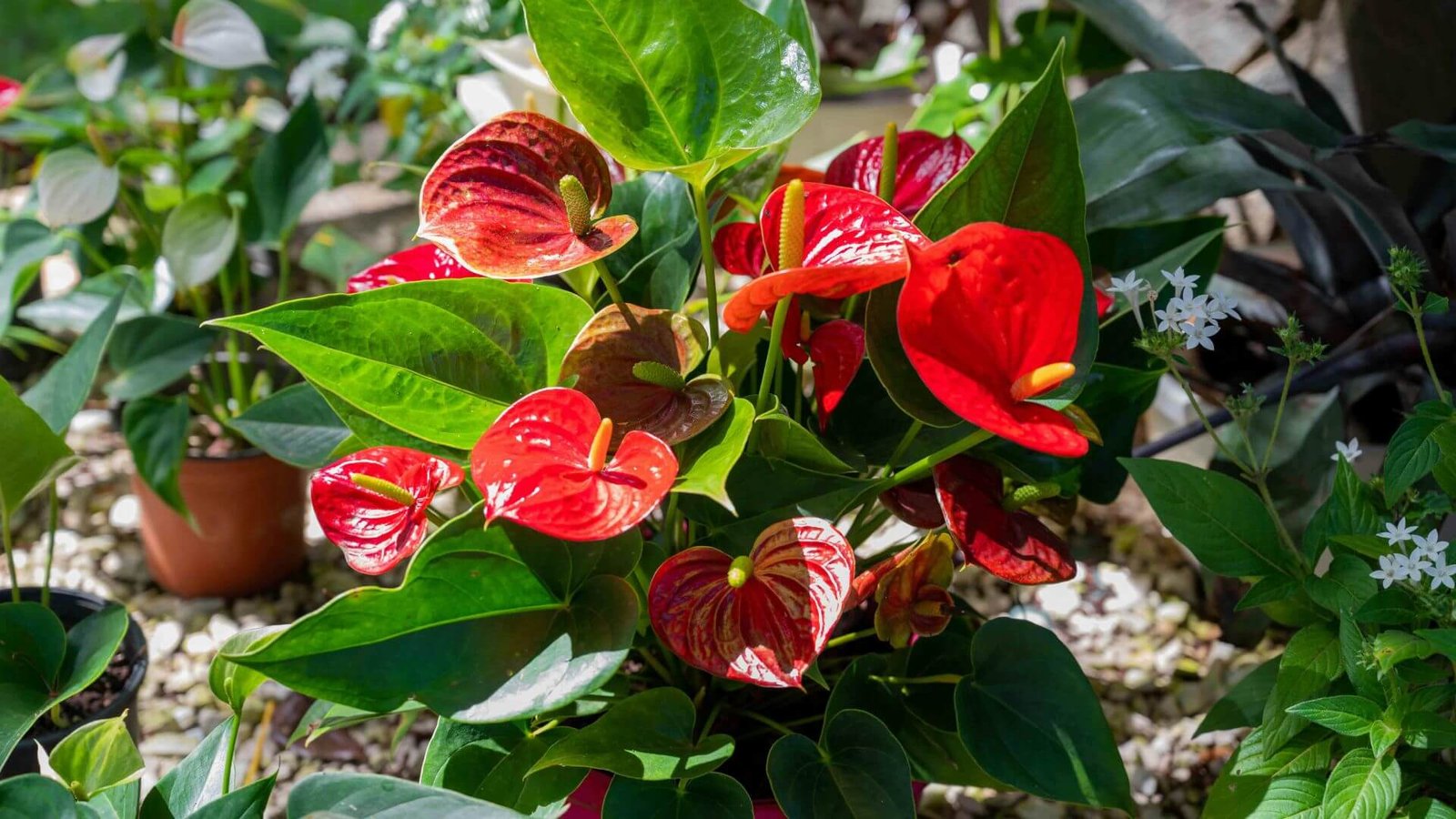 Anturio augalas su blizgiais lapais ir raudonu žiedu