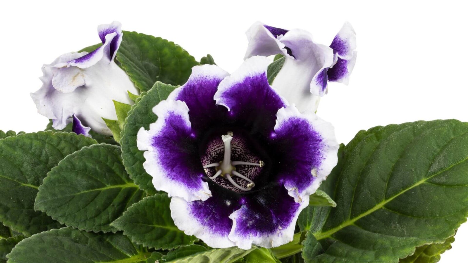 Didelis, aksominis gloksinijos žiedas su baltais krašteliais