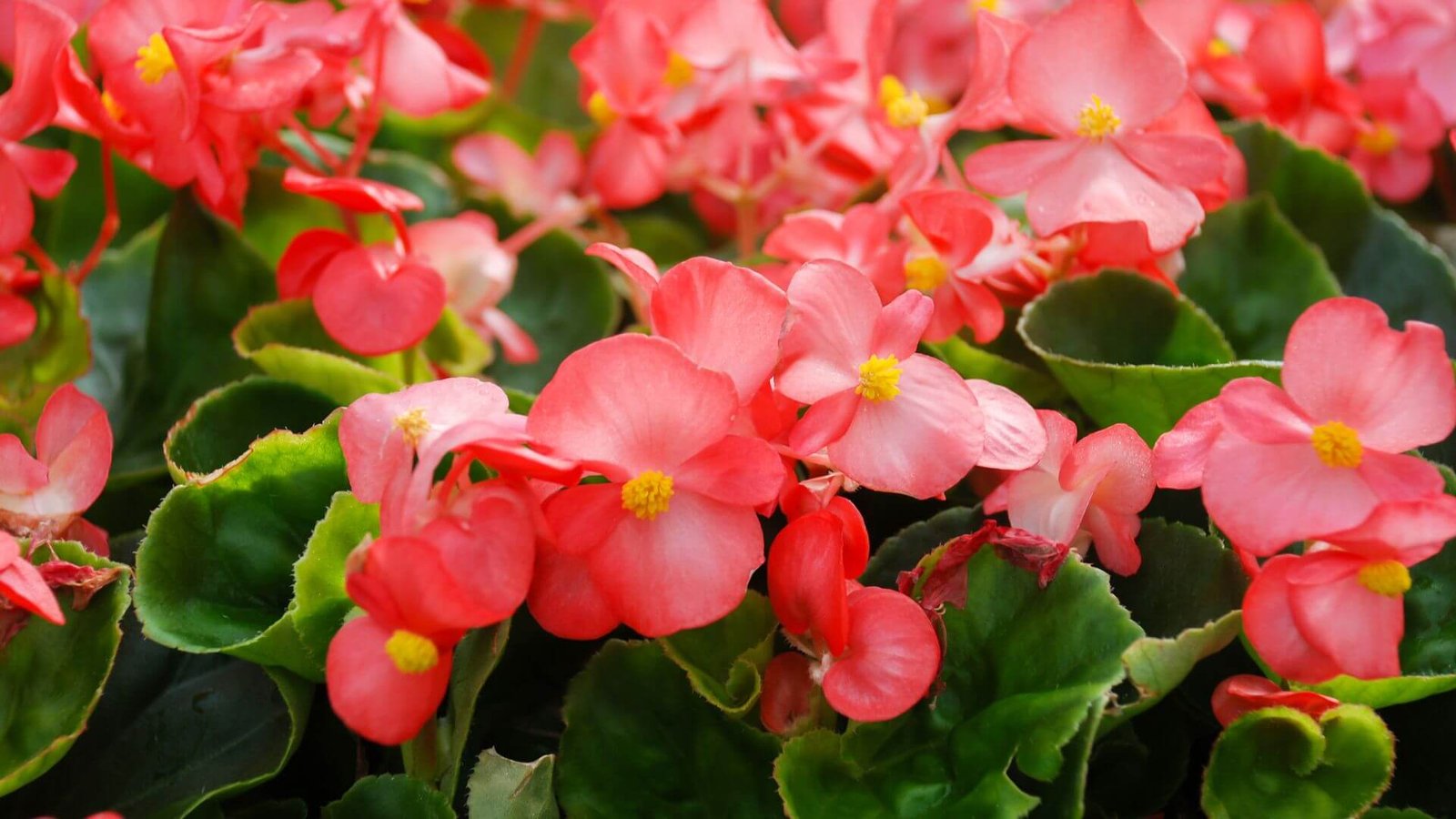 Tankus begonijų kerelis su bronziniais lapais ir rožiniais žiedais