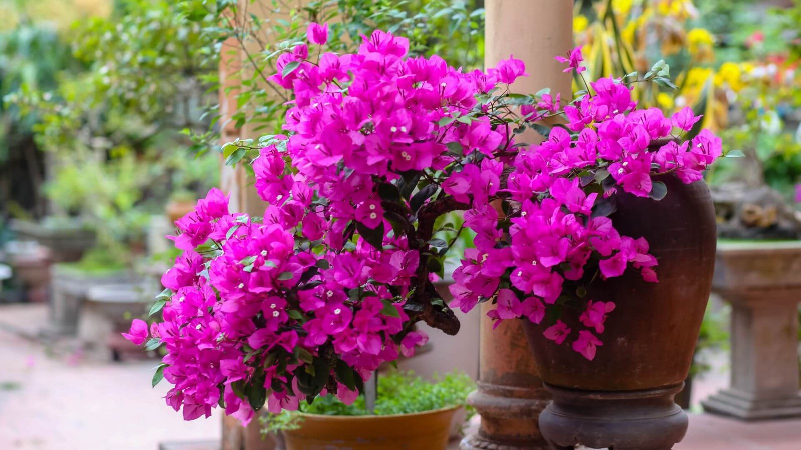 Gausiai žydintis bugenvilijos krūmas vazone