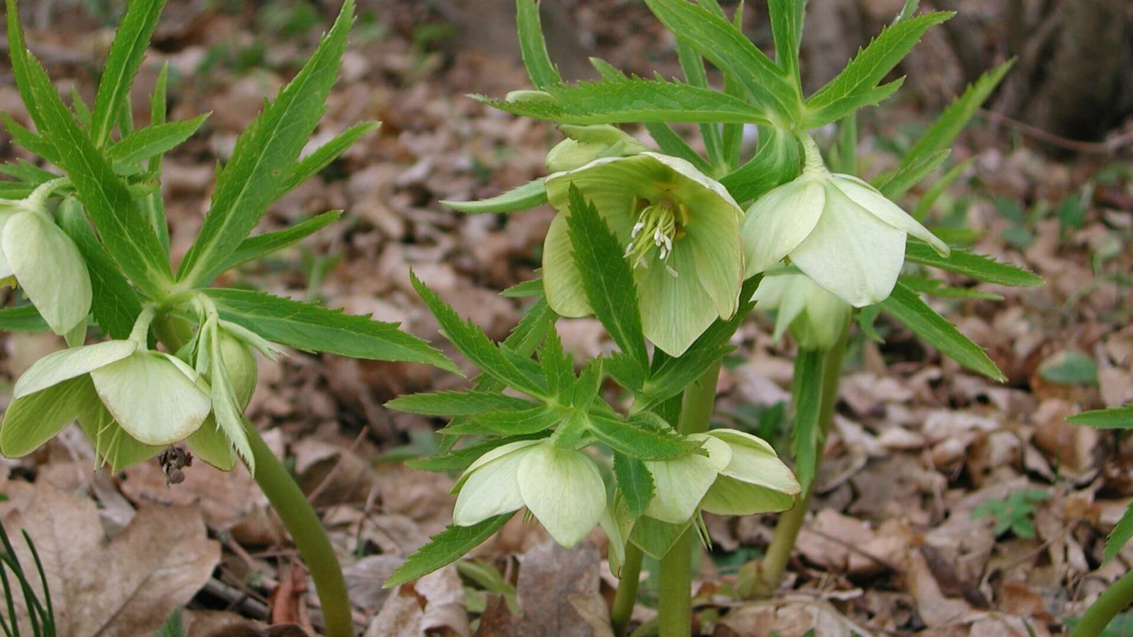 Žali eleboro žiedai ir skiautyti lapai