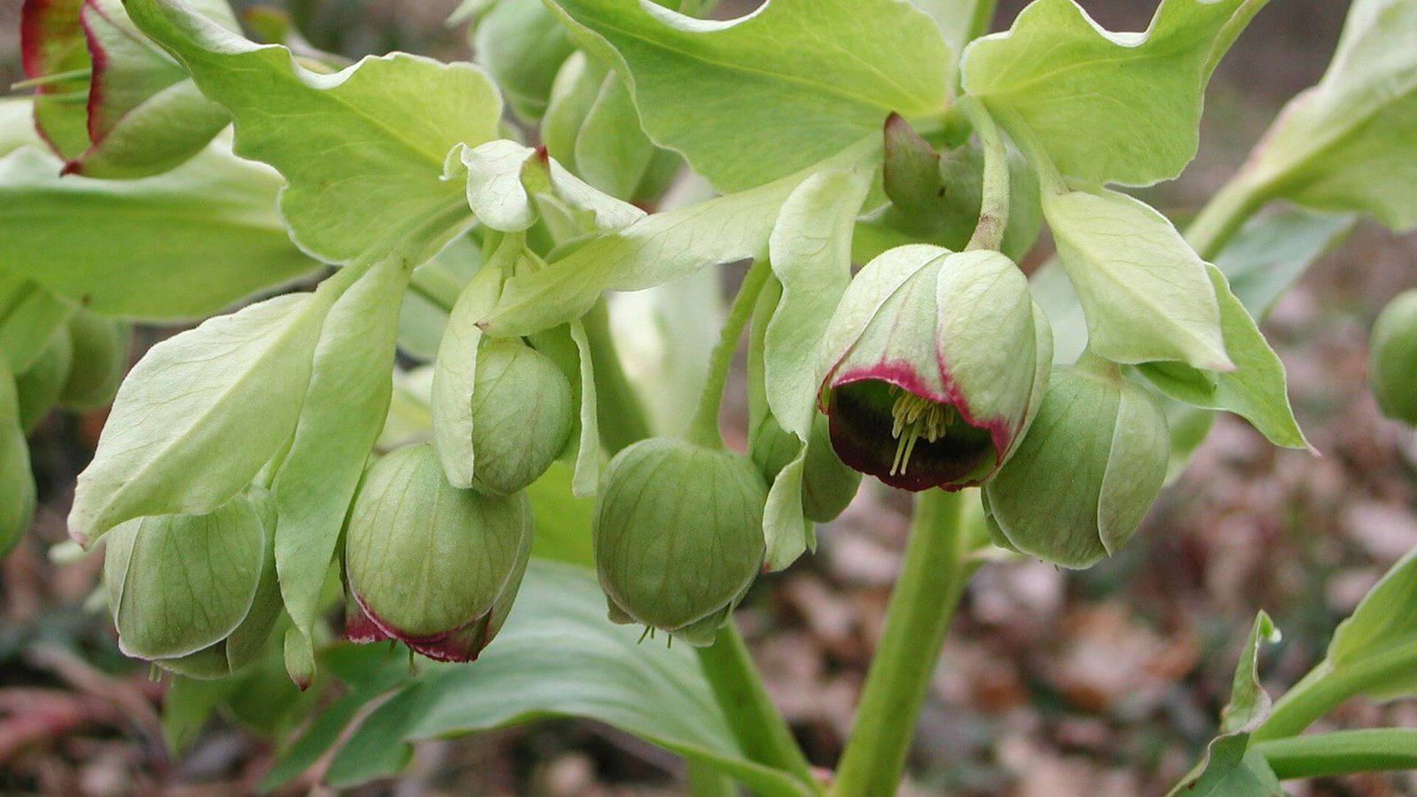 Dvokiančiojo eleboro keras su skiautytais lapais